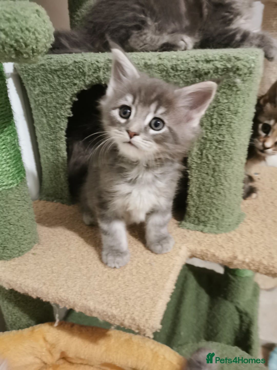 Maine Coon cats for sale: Full pedigree Maine Coon kittens for sale  - Advert 6