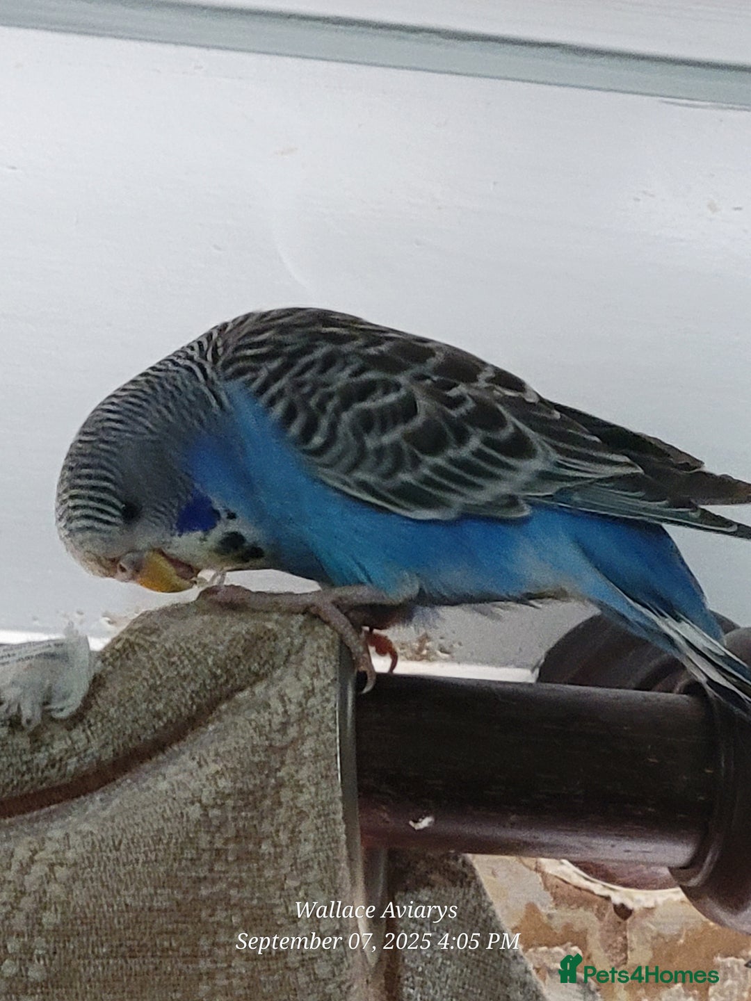 Budgerigars birds for sale: Young budgies  - Image 2