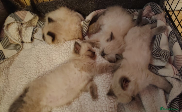Ragdoll cats in Glasgow - Advert 16