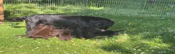 Flat coated Retriever dogs for sale: Gorgeous liver and black Flatcoat Retrievers - Advert 14