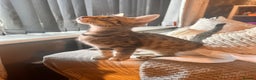 Savannah cats for sale: F4 Savannah kittens  - Advert 4