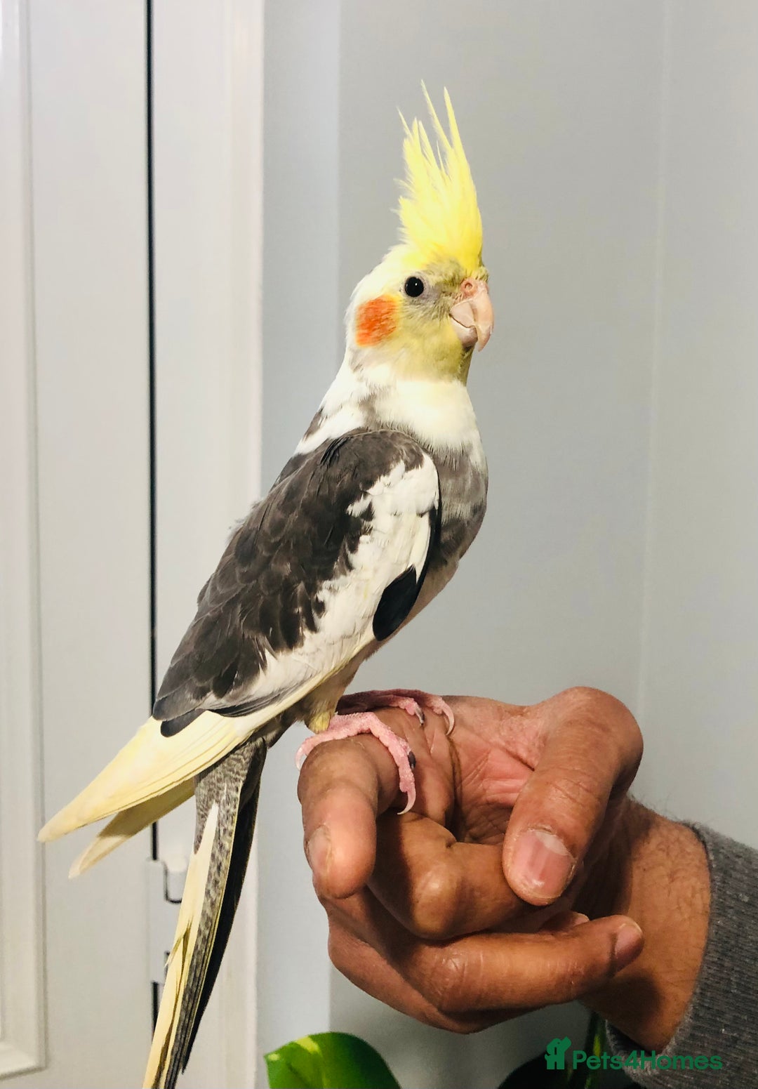 Canaries birds for sale: Beautiful young cockatiels for sale. - Advert 8