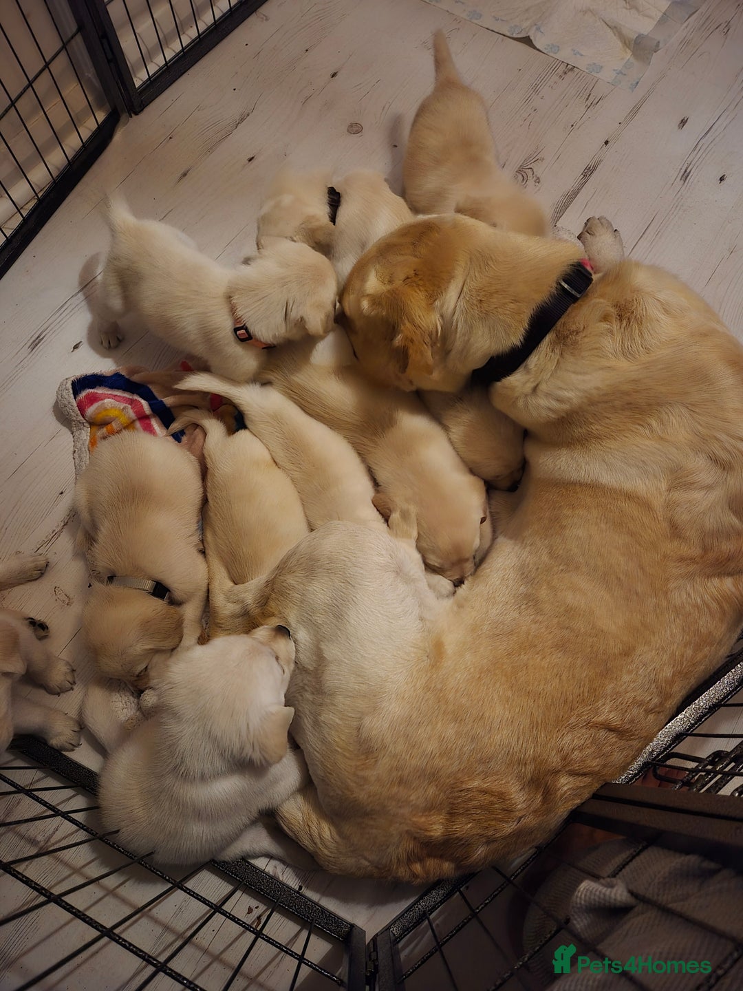 Labrador Retriever dogs for sale: Beautiful labrador puppies for sale - Image 11