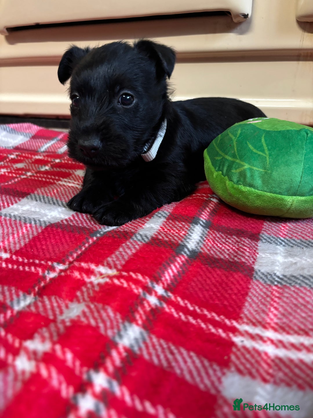 Scottish Terrier dogs for sale: KC Registered Black Scottish terrier  - Advert 11