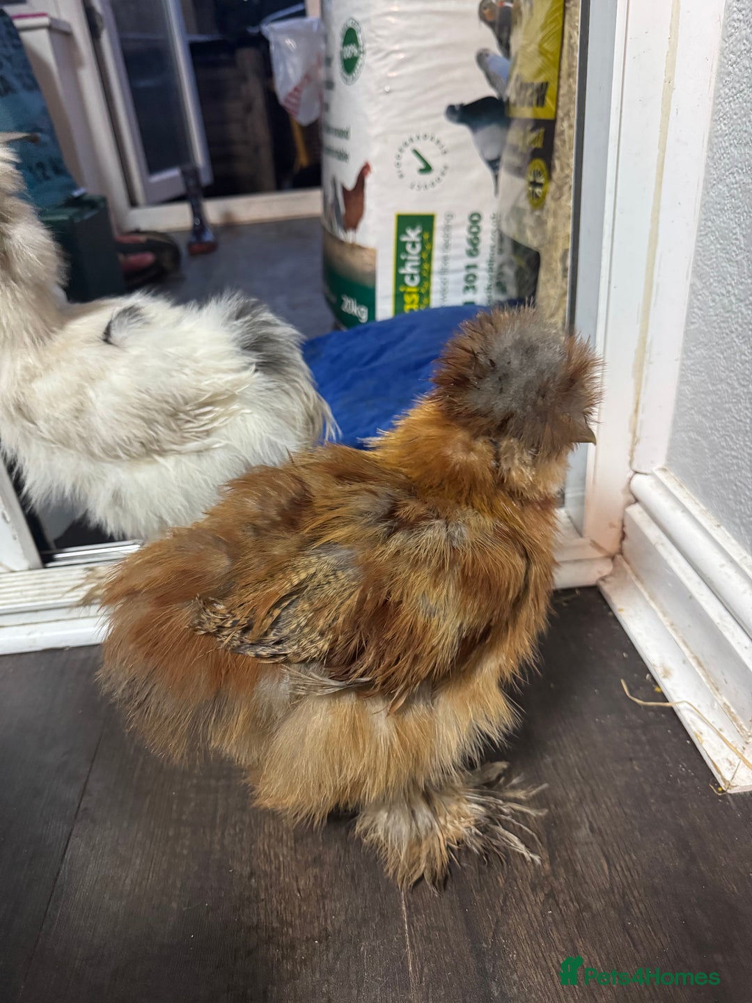 Chickens poultry for sale: Stunning USA silkie roo - Image 1