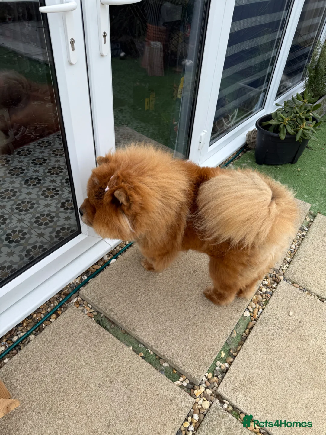 Chow Chow dogs for sale: Female real teddy bear chow chow  - Advert 5