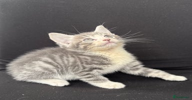 Mixed Breed cats - Advert 7