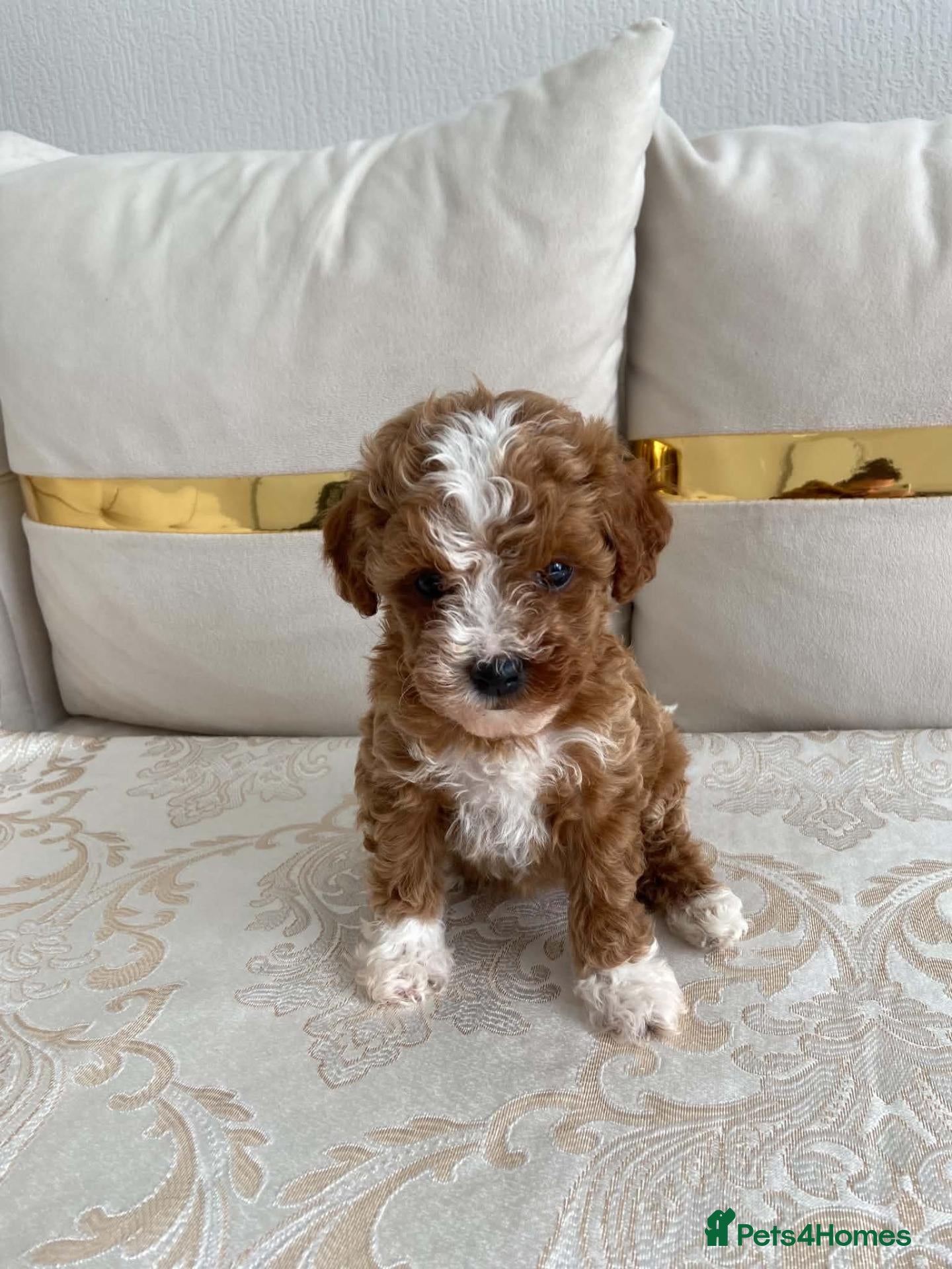 Cavapoo dogs 🥇 F1 Cavapoo - Advert 1