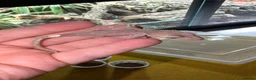 Gecko reptiles for sale: Various Crested Gecko Babies - Advert 19