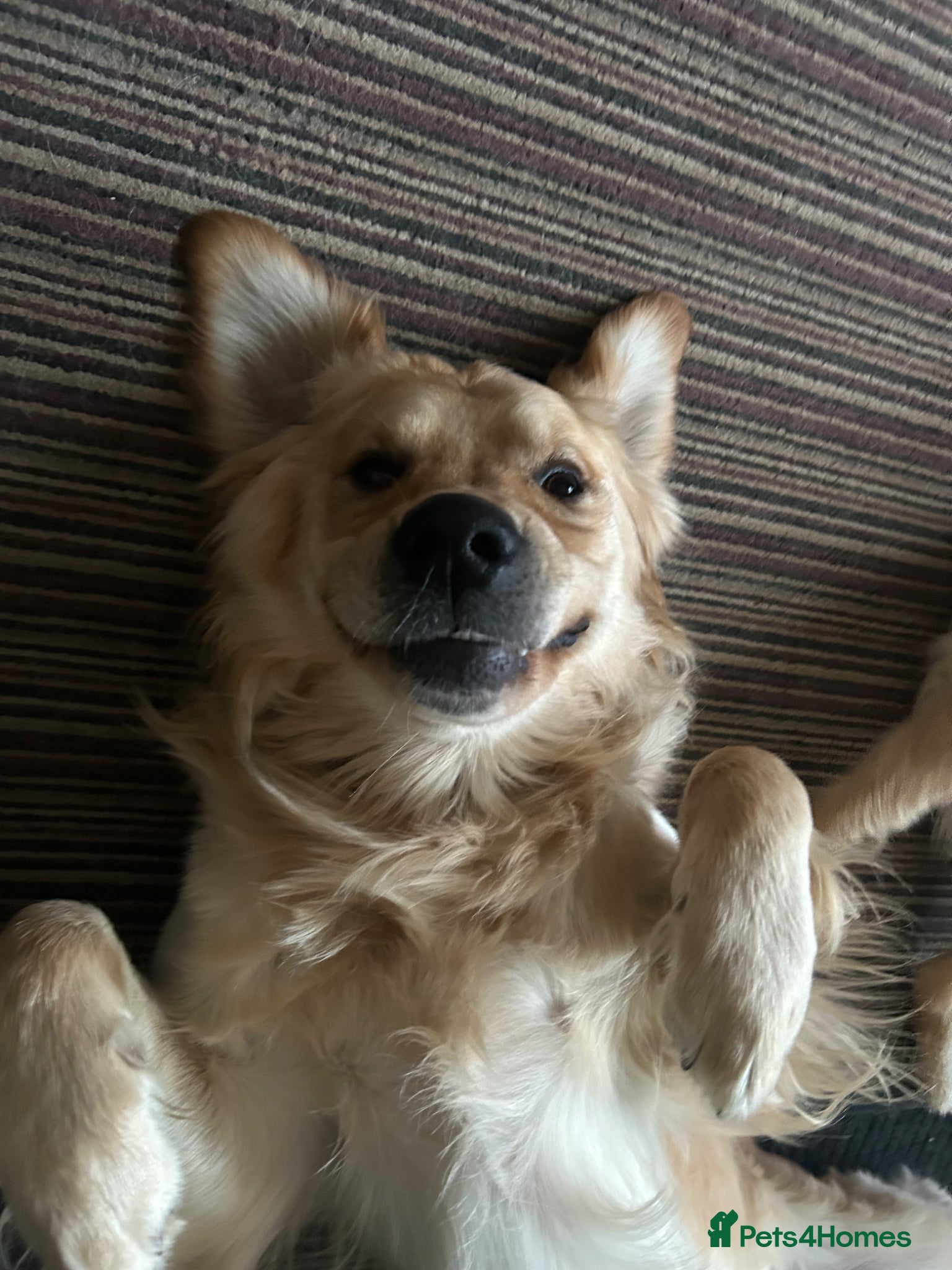 Mixed Breed dogs Dakota sports retriever. Only Mr Grey left. 😮  - Advert 2