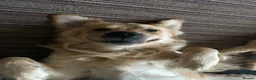 Mixed Breed dogs for sale: 9 stunning Dakota Sports retrievers.  - Advert 7
