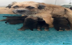 Border Terrier dogs for sale: 4 gorgeous boys  - Image 7