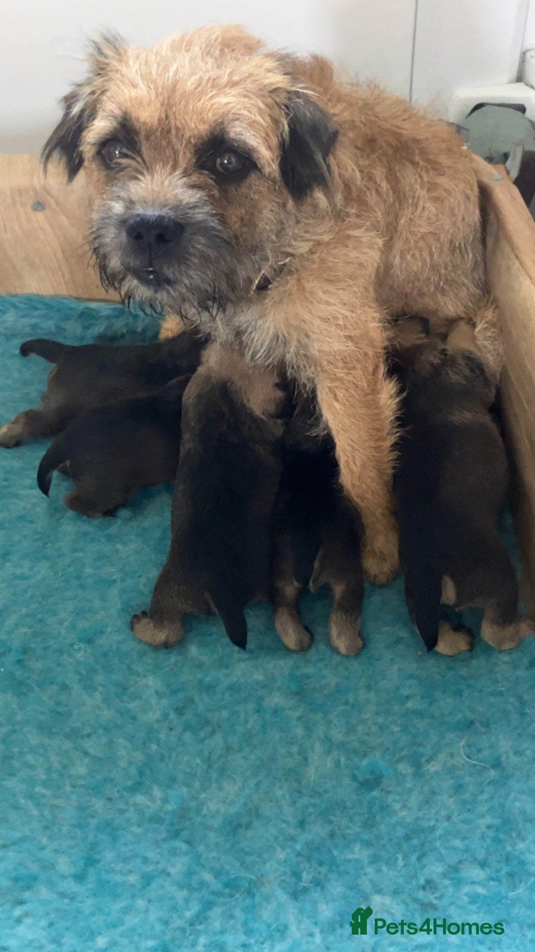 Border Terrier dogs for sale: 4 gorgeous boys  - Image 7
