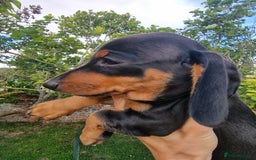 Dachshund dogs for sale: Standard Dachshund Show-quality Puppies - Image 15