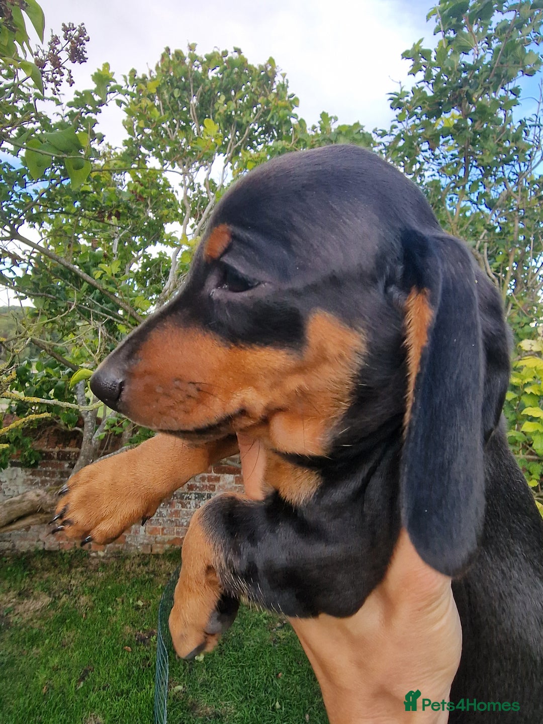 Dachshund dogs for sale: Standard Dachshund Show-quality Puppies - Image 15