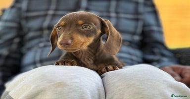 Miniature Dachshund dogs - Advert 1