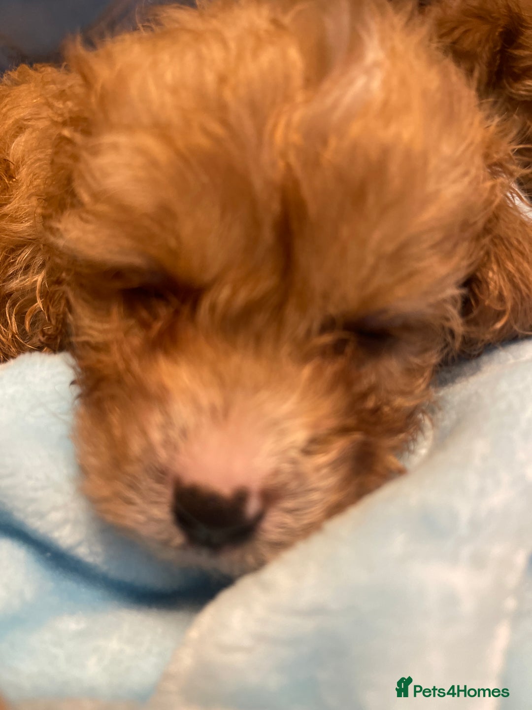 Cavapoo dogs for sale: Adorable toy Cavapoo pups apricot or fox red  - Image 33