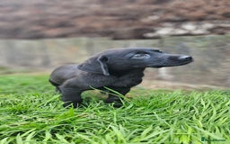 Labrador Retriever dogs for sale: LAST 2 KC HEALTH TESTED CHARCOAL LABS AVAILABLE  - Image 12