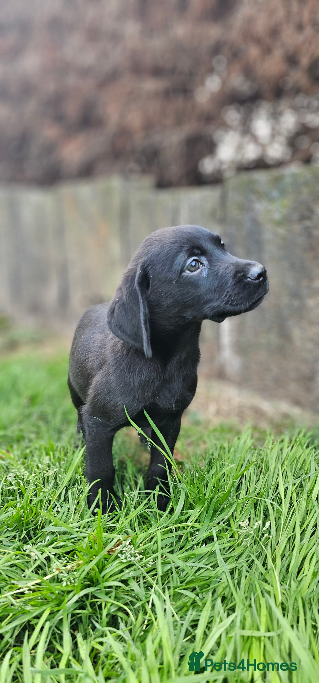 Labrador Retriever dogs for sale: LAST 2 KC HEALTH TESTED CHARCOAL LABS AVAILABLE  - Image 12