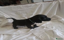 Sprocker dogs for sale: 8 gorgeous Sprocker puppies  - Image 2