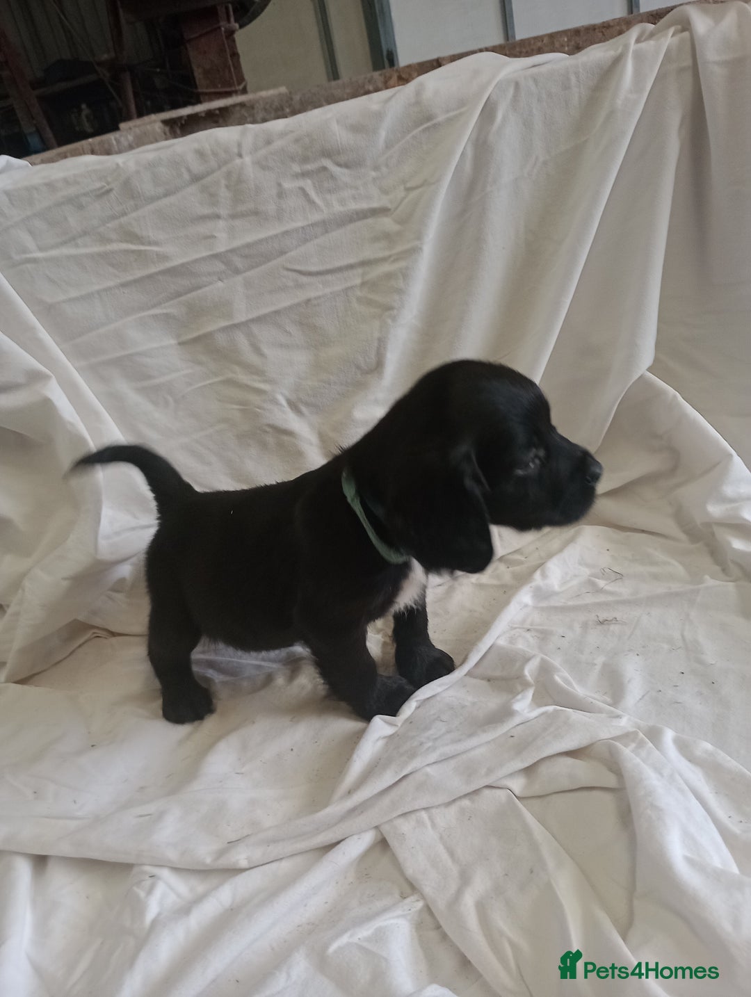 Sprocker dogs for sale: 8 gorgeous Sprocker puppies  - Image 2