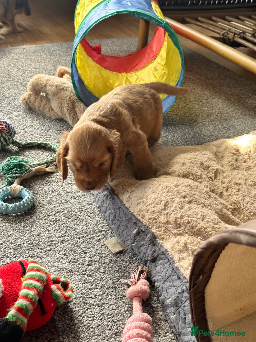 Cocker Spaniel dogs for sale: Handsome boys - Image 11