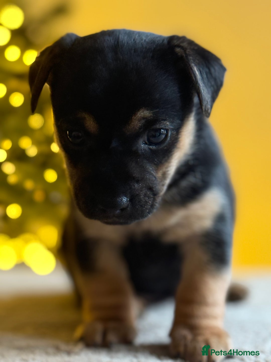 Jack Russell dogs for sale: ✨ Exceptional Miniature Jack Russell Puppies ✨ - Advert 7