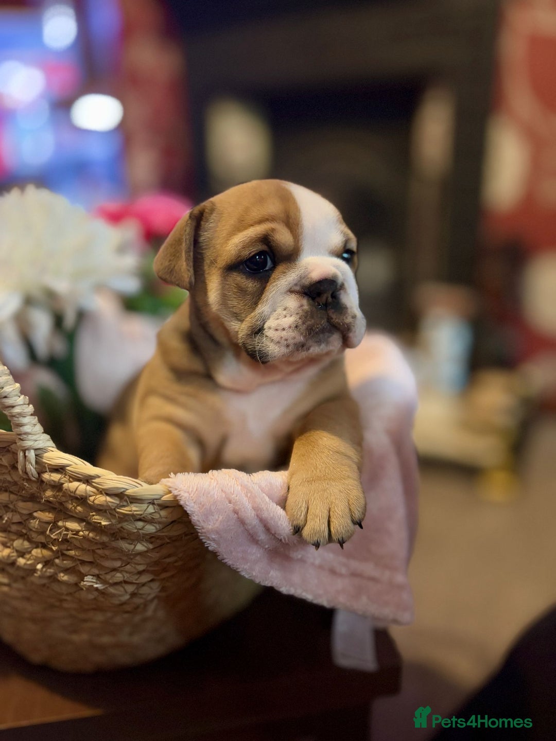 English Bulldog dogs for sale: 💙💗 exceptional English bulldog puppies 💗 💙  - Image 11
