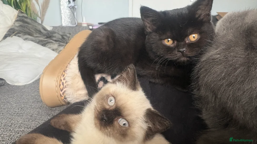 British Shorthair cats for sale: GCCF Registered 5 Generation British Shorthair - Advert 28