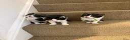 Mixed Breed cats for sale: Beautiful kittens🤍✨ - Advert 5