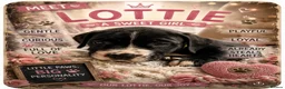 Mixed Breed dogs for sale: Amazing Cockerbull puppies - Advert 6