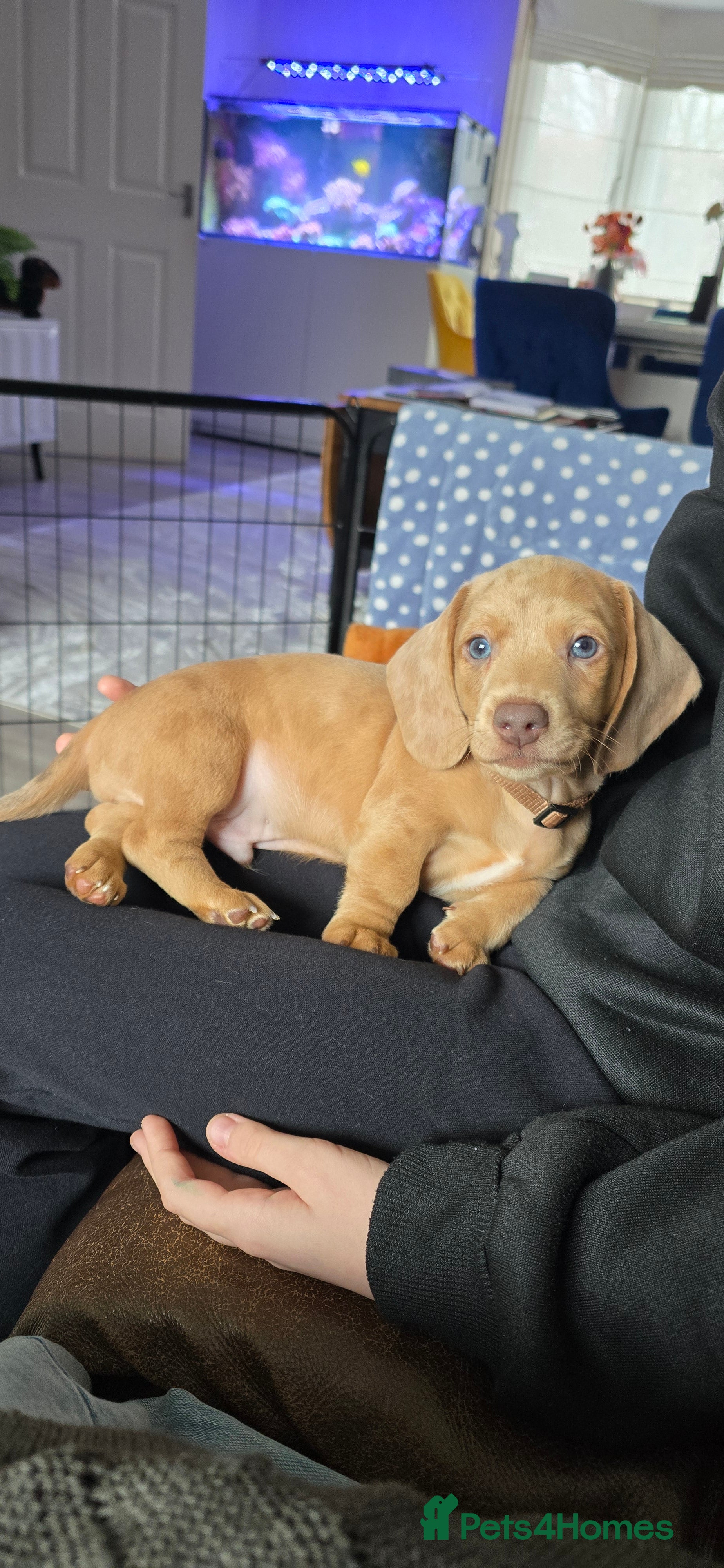 Miniature Dachshund dogs KC registered miniature Dachshund 🐶  - Advert 13