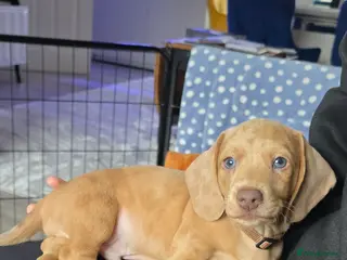 Miniature Dachshund dogs KC registered miniature Dachshund 🐶 - Advert 13