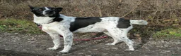 Mixed Breed dogs for adoption: 💙🐶 LEVKO – THE DOG WHO HAS ALL HOME PET HABITS in Burton-on-Trent - Advert 23