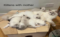 Ragdoll cats for sale: Last girl - Beautiful Pedigree Ragdoll kitten - Image 7