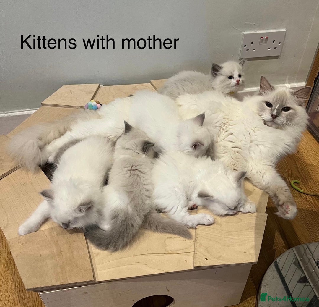 Ragdoll cats for sale: Last girl - Beautiful Pedigree Ragdoll kitten - Image 7
