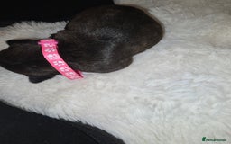 French Bulldog dogs for sale: 2 beautiful female French bulldogs - Advert 3