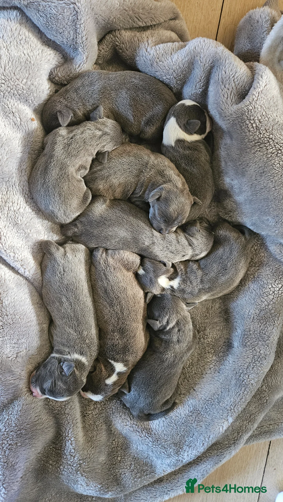 Staffordshire Bull Terrier dogs for sale: Blue staffy pups. Blue bronsen bloodline - Advert 2