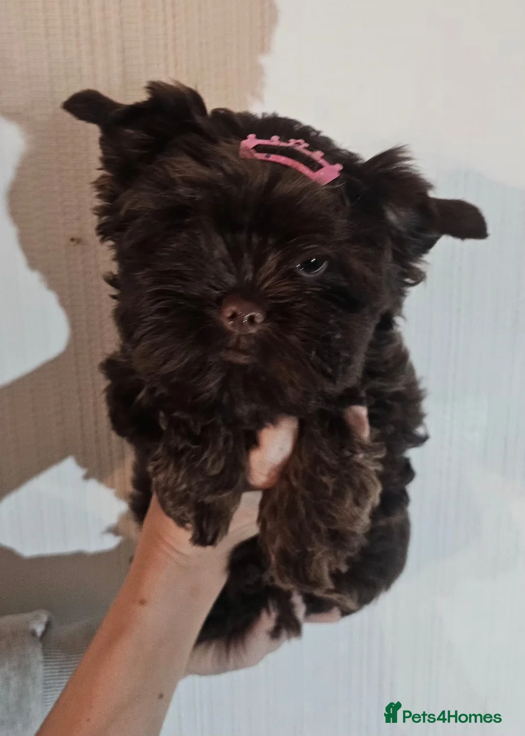 Yorkshire Terrier dogs for sale: Ready for a new home🥰4 Chocolate Yorks Puppies  - Advert 2