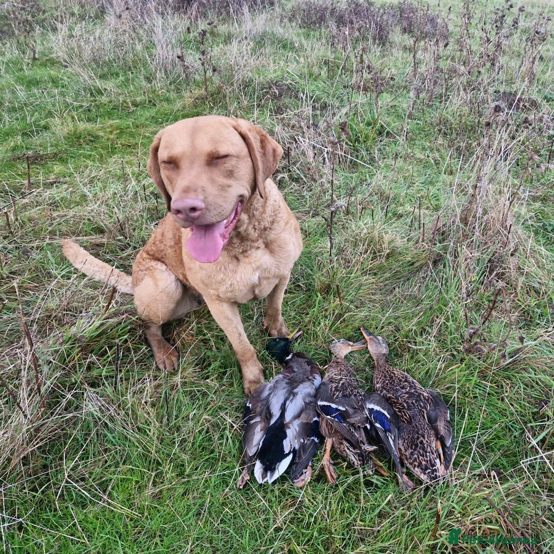 Chesapeake Bay Retriever dogs for sale: Chesapeake Bay Retriever (Chessie) pups - Advert 3