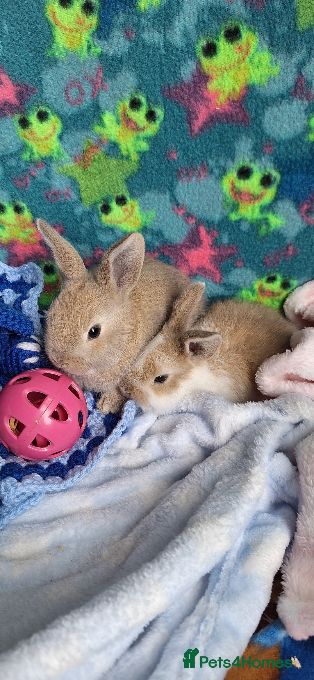 Mixed Breed rabbits for sale: Baby rabbits for sale  - Image 15