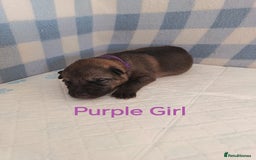 German Shepherd dogs for sale: German Shepherd Puppies - Image 14