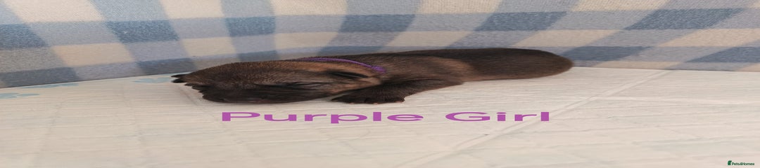 Purple Girl