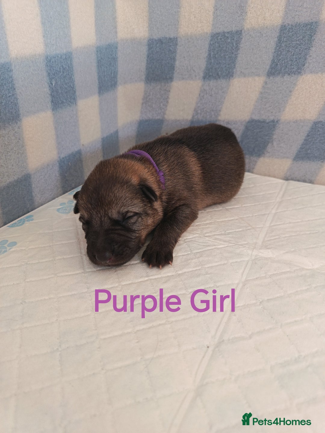 German Shepherd dogs for sale: German Shepherd Puppies - Image 14