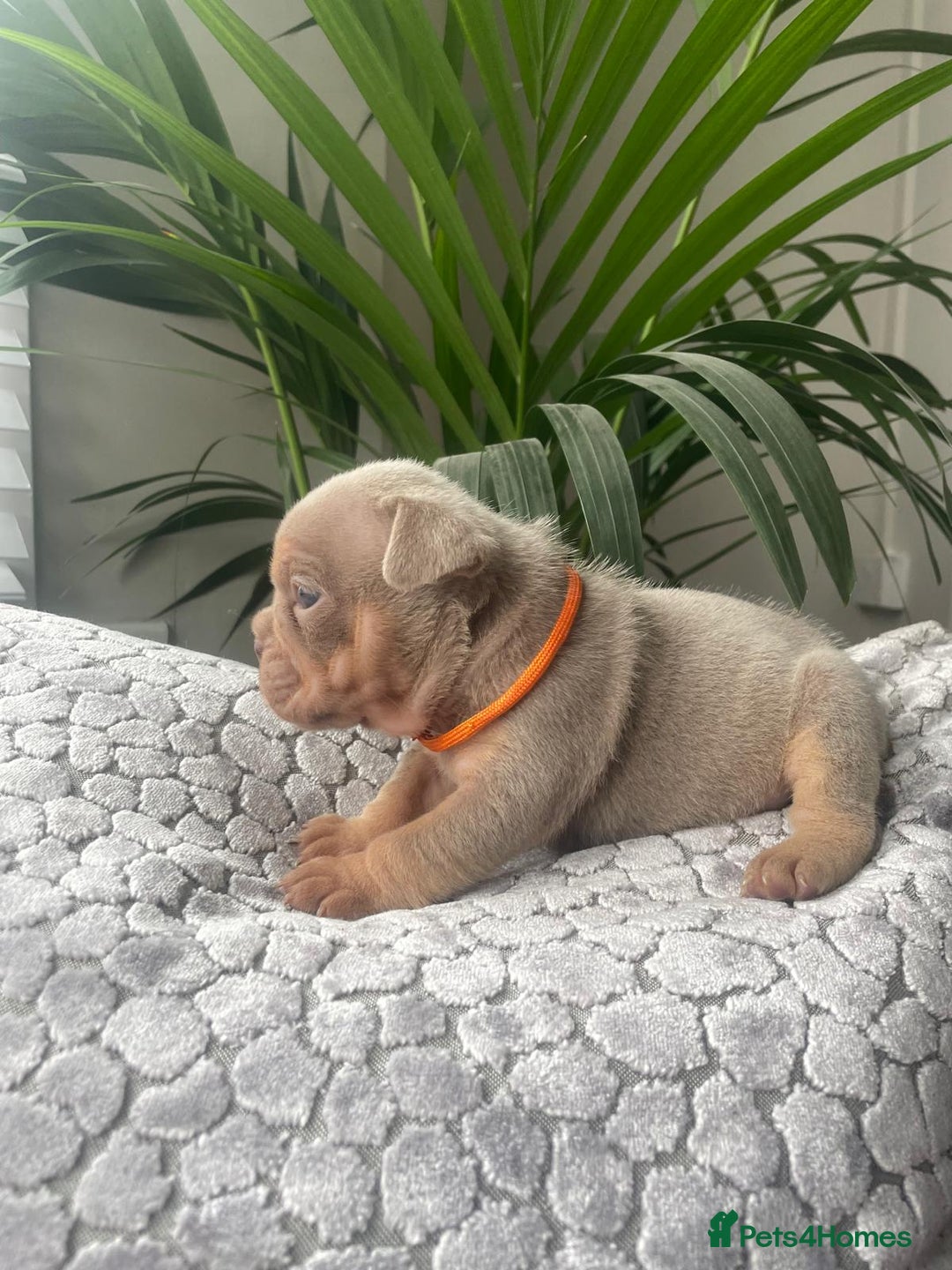 English Bulldog dogs for sale: Beautiful fullsuit litter of perfection 😃  - Image 1