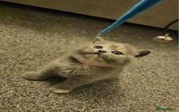 British Shorthair cats for sale: Pretty British shorthair  - Image 16