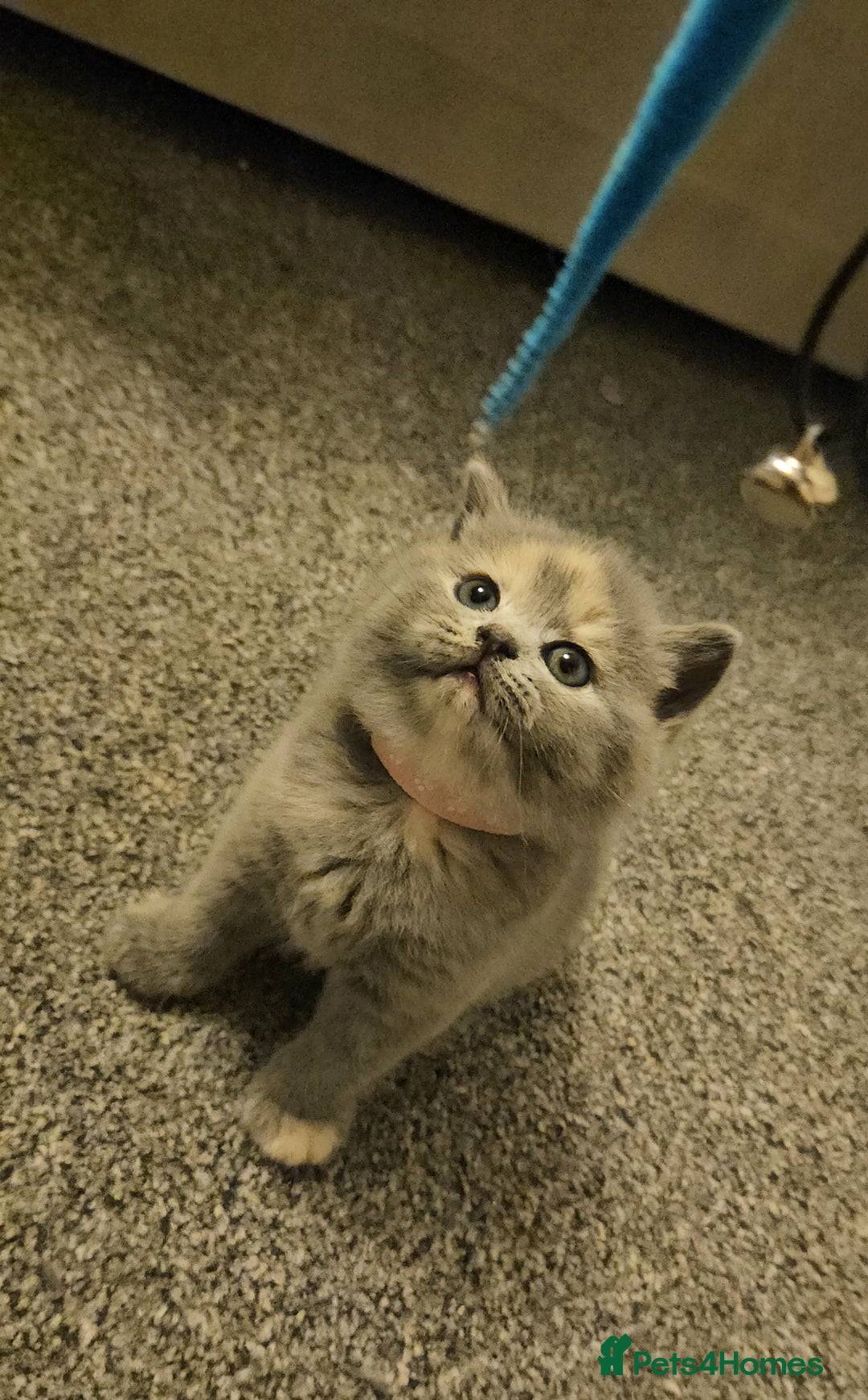 British Shorthair cats for sale: Pretty British shorthair  - Image 16