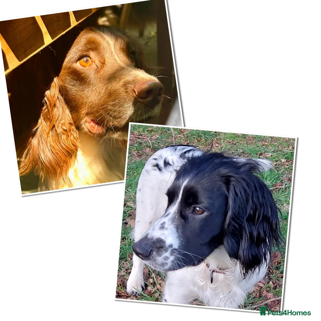 Sprocker dogs for sale: Mrs Christine Mckirdy in Liss - Advert 1
