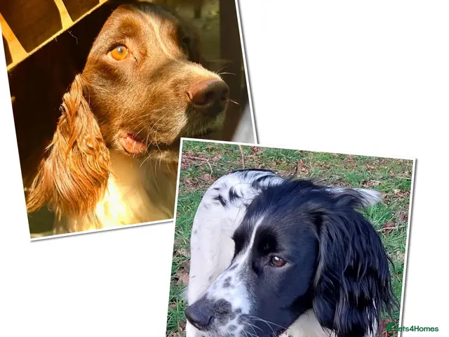 Sprocker dogs for sale: Mrs Christine Mckirdy - Advert 1