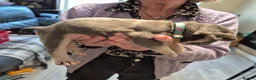 French Bulldog dogs for sale: Male&Female Puppies - Advert 6
